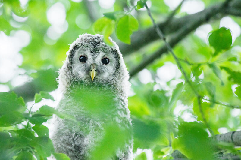 Juvenile Ural owl in Central Estonia Juvenile Ural owl in Central Estonia