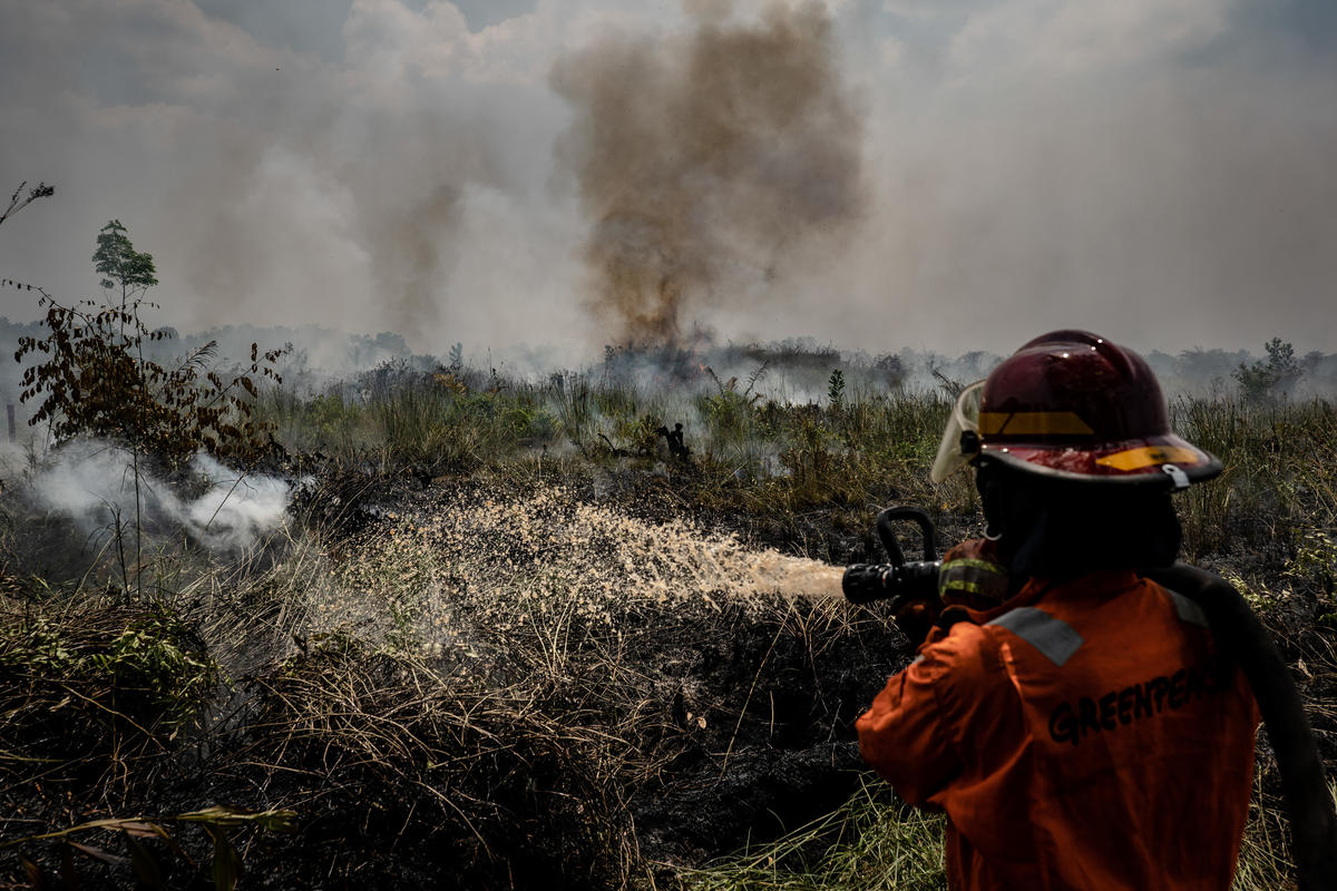 Alasan Kami Muak dengan Janji Palsu untuk Melindungi Hutan