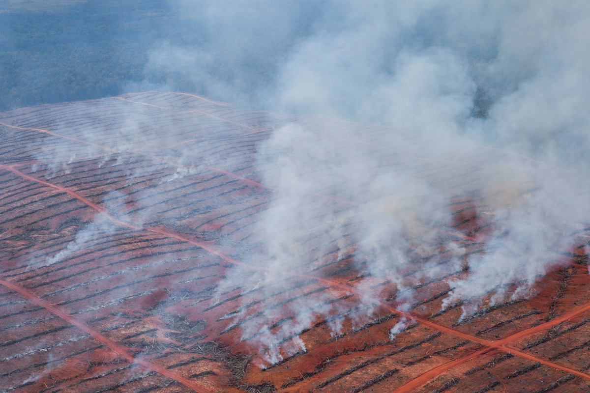 Investigasi Greenpeace International Menemukan Pembakaran Disengaja Untuk Ekspansi Perkebunan Kelapa Sawit di Papua
