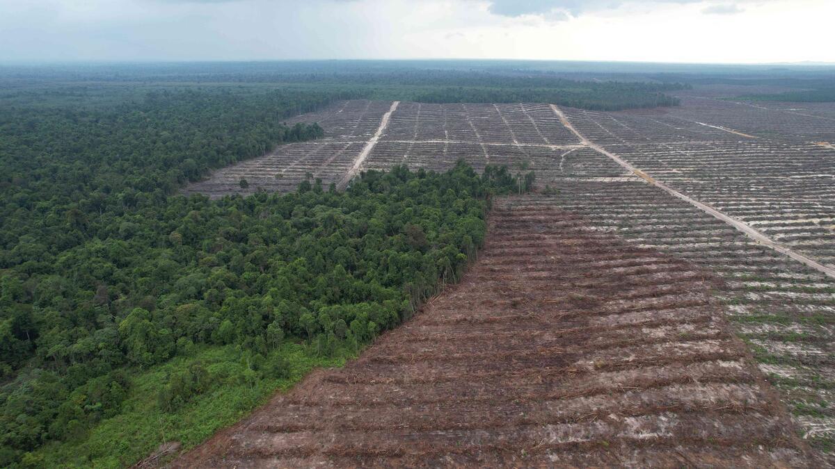 RGE Gagal Membantah Laporan Greenpeace tentang Perusahaan Bayangan yang Mengancam Hutan Indonesia