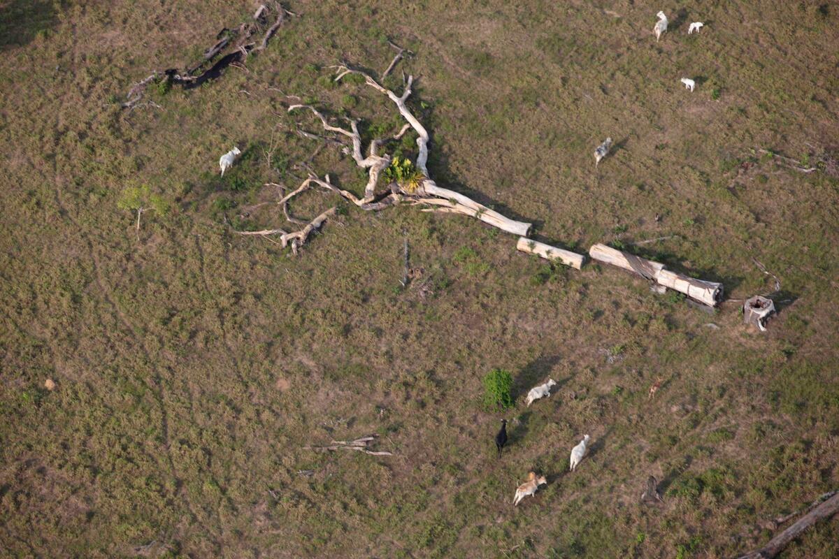 Environmental protection is under threat in Brazil. Here’s why it matters to everyone 