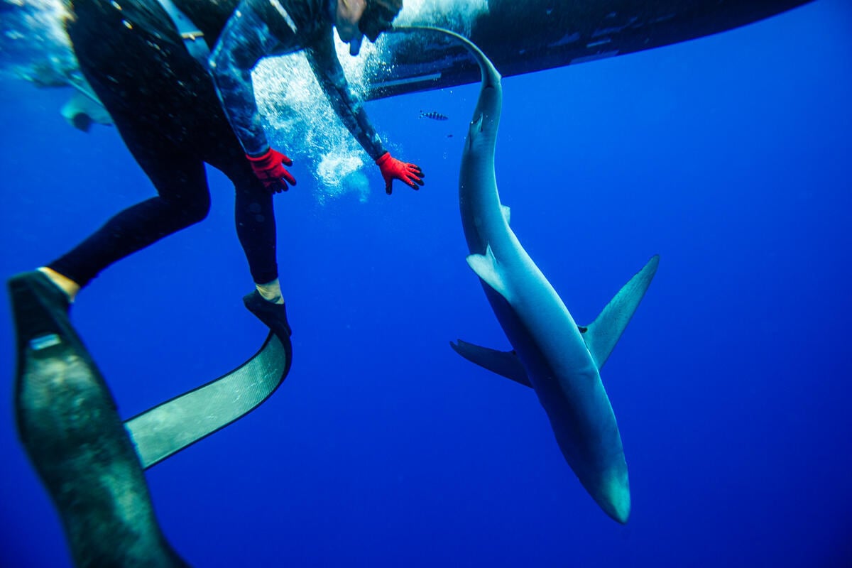 A Greenpeace shark handler frees a blue shark caught on a longline in the Pacific Ocean. The blue shark is currently listed as "Near Threatened" globally by the IUCN (International Union for Conservation of Nature). Greenpeace Australia Pacific took action to stop an industrial longlining fishing operation in the South Pacific Ocean, seizing more than 20 kilometers of fishing gear and freeing nine sharks, including an endangered mako, near Australia and New Zealand. © Paul Hilton / Greenpeace
