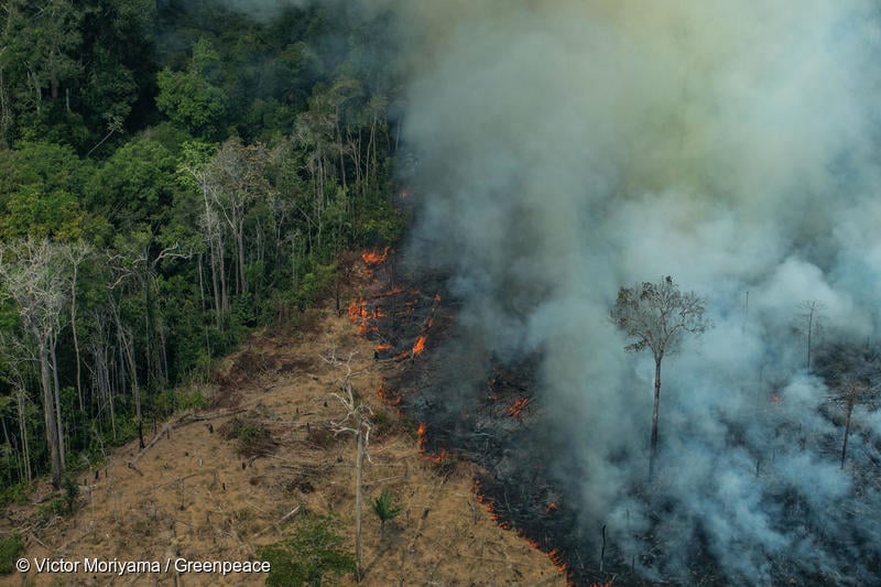 Amazon deforestation hits second highest rate ever recorded in August